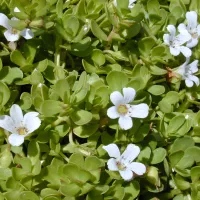 BACOPA © https://fr.wikipedia.org/wiki/Bacopa_monnieri#/media/Fichier:Starr_010818-0007_Bacopa_monnieri.jpg