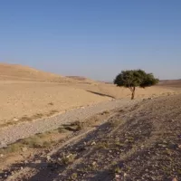 Désert de Palestine  ©Bernadette Bardet