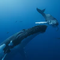 "Les baleines ont une connaissance de la vie harmonieuse. Elles ne s'attaquent pas les unes aux autres, elles se soutiennent, elles expriment de la compassion..." ©Pan européennée / Nedjma Berner