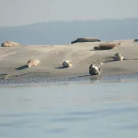 Veaux marins sur leur reposoir en Baie de Somme Crédit Picardie Nature