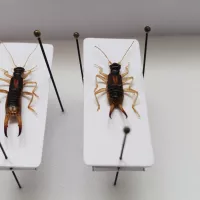 Endomo NA : un programme d'inventaire des insectes