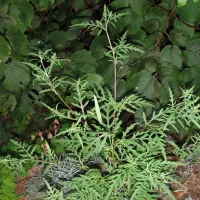 Ambroisie à feuilles d'armoise. © Wikipedia.