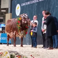 Hamada, la grande championne du concours de la race Normande ©RCF Manche