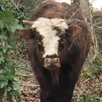 Bison, le jeune taureau recueilli par l'association © Emma Chassagne.