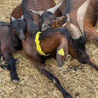 ® RCF34 2023 : La ferme Mira’Bio à Fabrègues