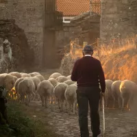 Les animaux d'élevage