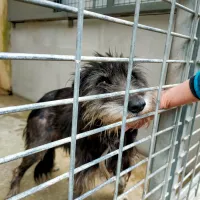 Le refuge de la SPA de Savoie est plein avec près de cinquante chiens et une vingtaine de chats accueillis