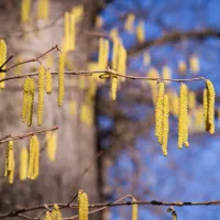 ©photofex - Pollen de bouleau
