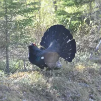 Afin de réintroduire le Grand Tétras dans les Vosges, il s’agira de capturer des oiseaux sauvages issus de Scandinavie, puis de les lâcher sur le massif.