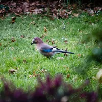 © Un oiseau que l'on nomme geai des chênes se nourrit dans le jardin. A Cassagne, Haute-Garonne, le 23 janvier 2021. © Photographie de Lilian CAZABET / Hans Lucas.