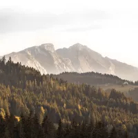 Unsplash - Les pentes de nos montagnes font gonfler les coûts d'abatage de la filière qui peine à s'aligner sur les tarifs de la concurrence