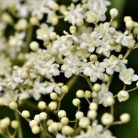 Le sureau © Pixabay