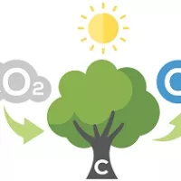 ecotree