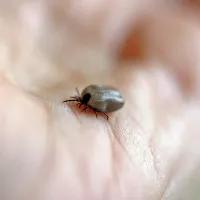 Plus de 90% des personnes piquées par des tiques infectées ne développent pas la maladie de Lyme. 