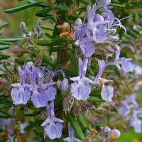 Wikimedia Commons : Rosmarinus officinalis
