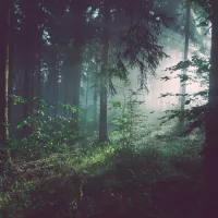 image d'illustration (forêt) - © Sebastian Unrau via Unsplash