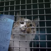 A l'approche de l'été, les abandons d'animaux se multiplient et les refuges sont pleins à craquer. Ici, un chat abandonné dans un refuge de la SPA, à Gennevilliers, en avril 2023. ©Antoine Wdo/Hans Lucas