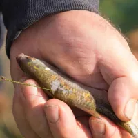 Un poisson vivant utilisé comme appât. © Ludovic Sueur.