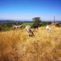 Les équidés réfugiés ©Une nouvelle vie pour Melchio