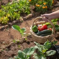 Potager © Kampus Production sur Pexels