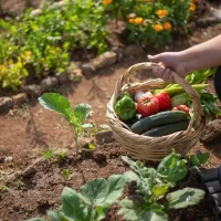 Potager © Kampus Production sur Pexels