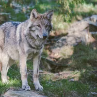 Les éleveurs parlent d'ores et déjà "d'année noire" en matière d'attaques