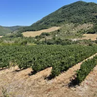 ® RCF Maguelone Hérault 2023 : Vigne dans la Haute Vallée de l'Orb