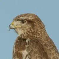 Buse posée