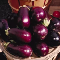 Aubergines