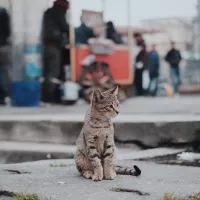 Chat dans la rue. ©Unsplash