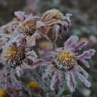 Fleurs gelées en période d'hiver. ©Unsplash