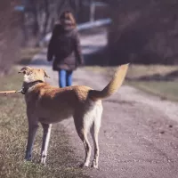 Avec l'inflation, les abandons d'animaux ont encore augmenté. Les propriétaires ne peuvent parfois plus assumer le coût des produits pour animaux, en hausse de 15% sur un an en moyenne. 