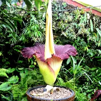 La plus grande fleur du monde, l'Amorphophallus Titanum a éclos mardi 11 juillet 2023 dans le jardin botanique de Villers-Lès-Nancy. @Magali Santulli