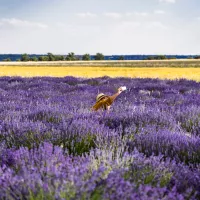 Les champs de lavande, véritable star pour son parfum et ses couleurs. © CARLOS PÉREZ ADSUAR ANTÓN / Pexels