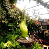 Mobilisation des équipes, horaires élargis … le Jardin Botanique s'organise pour faire face à un afflux massif de visiteurs. Entre 10 000  et 15 000 personnes sont attendues sur les trois jours de floraison. 