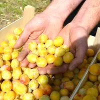 Julien Marin devrait récolter environ 60 tonnes de mirabelles cette année. // © Magali Santulli