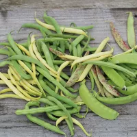 Des haricots à écosser