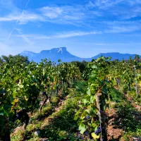 Face au Granier, le Domaine Berthollier a débuté les vendanges lundi.