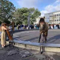 Dans la cour de récréation du collège St Exupéry, un cirque équestre éphémère