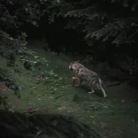 loup dans le Parc National du Mercantour, Saint-Martin-Vésubie, France - © Jp Valery via Unsplash