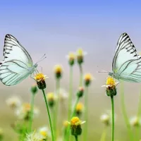 Image Pixabay Nature et papillons