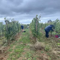 Au cœur du vignoble de Rhuys-Dantelezh, à Sarzeau. ©Sabine Denis