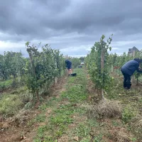 Mardi 20 septembre 2023, une dizaine de vendangeurs récoltaient le raisin sur le vignoble de Rhuys, à Sarzeau. (©SD/RCF Sud Bretagne (Vannes))