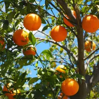 Oranger © pixabay
