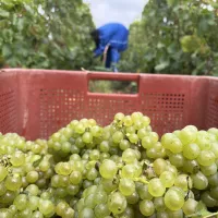 Vendanges 2023 à Saudoy - @ Christopher Fausten