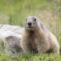 Unsplash - En 2022, 1 000 marmottes ont été tuées en France.