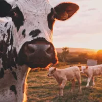 La Ferme des Bertrand, une exploitation qui évolue sous l'oeil des caméras depuis 50 ans - Unsplash