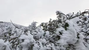 Givre dans les rameaux d’un pin à crochets. Anthony Rispal/ONF