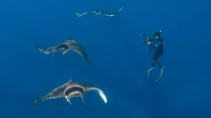 Association Ailerons- Atlantic mobula