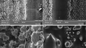  la surface de la feuille de la même espèce de bambou, à gauche la feuille « réelle », à droite sa réplique PDMS